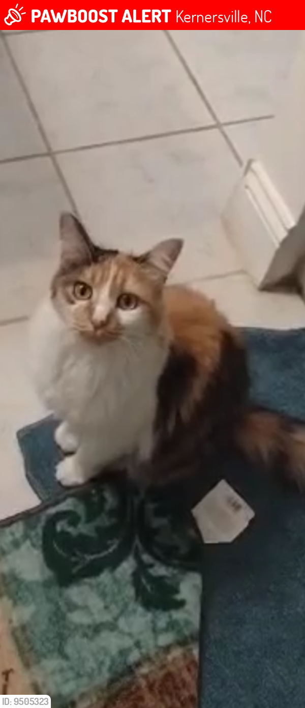 Lost Female Cat last seen Near Union Cross Rd Kernersville NC 27284, Kernersville, NC 27284