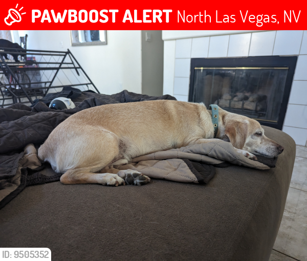 Deceased Male Dog in North Las Vegas, NV 89031 (ID 69505352) PawBoost