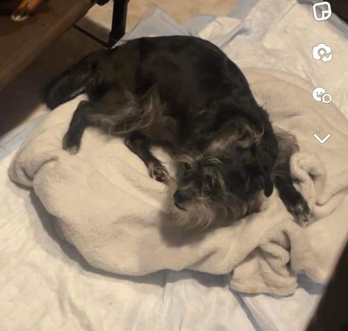 Lost Female Dog last seen 61st and massassoit , Chicago, IL 60638