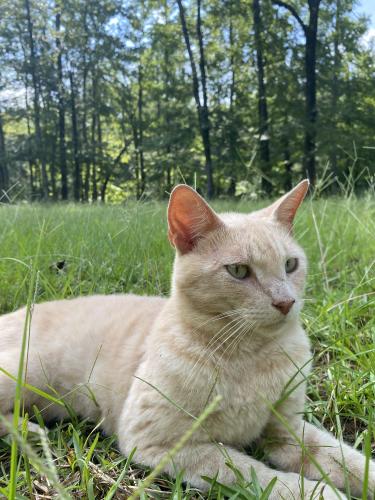 Lost Male Cat last seen Midland GA, Columbus, GA 31820