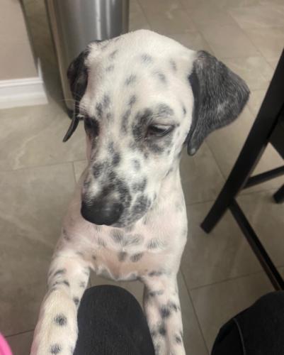Lost Male Dog last seen Tufts ave , Fort Myers, FL 33901