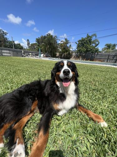 Lost Female Dog last seen Capital city vet office on Mahan , Tallahassee, FL 32308