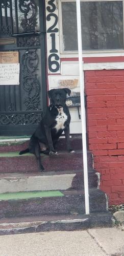 Lost Male Dog last seen 32nd & Graceland Ave., Indianapolis, IN 46208