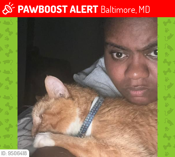 Lost Male Cat last seen Near cooks lane , Baltimore, MD 21229