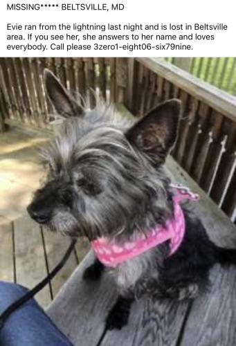 Lost Female Dog last seen Howard Ave , Beltsville, MD 20704