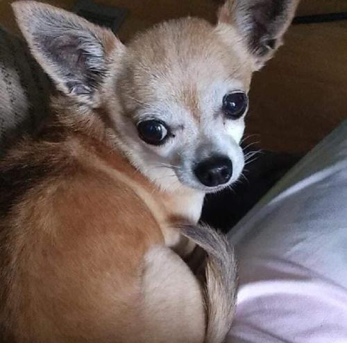 Lost Female Dog last seen Geddie rd, Tallahassee, FL 32310