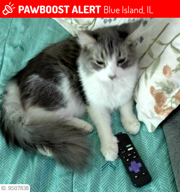 Lost Male Cat last seen Western & 139th, Blue Island, IL 60406