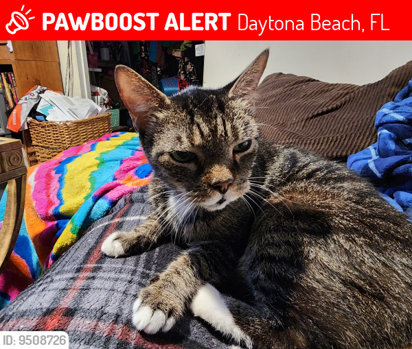 Lost Male Cat last seen Walker and center st , Daytona Beach, FL 32117