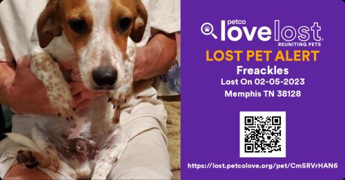Lost Male Dog last seen Jarry's snowcone, Memphis, TN 38108