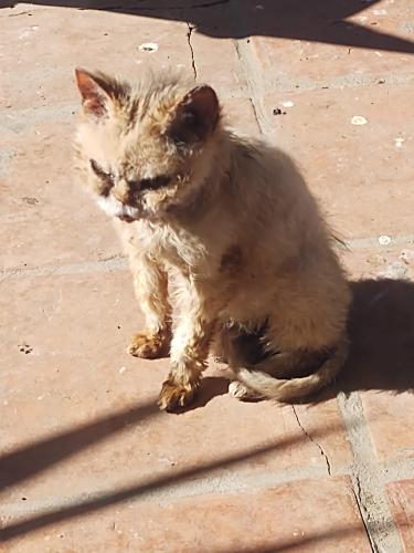 Lost Female Cat last seen West Orchid Lane and 45th ave, Glendale, AZ 85302