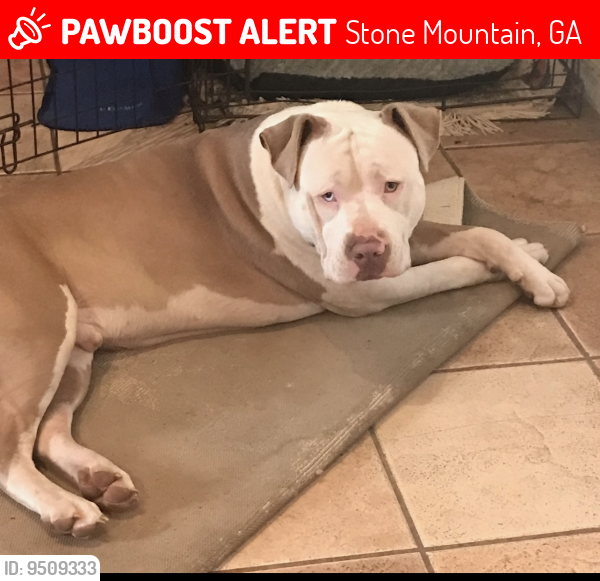 Lost Male Dog last seen Woodway & Biffle Road, Stone Mountain, GA 30088