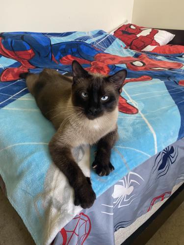 Lost Male Cat last seen Middle Country Rd , Centereach, NY 11720