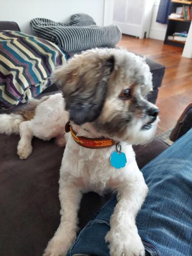 Lost Male Dog last seen Near Stop& Shop, New Haven, CT 06511