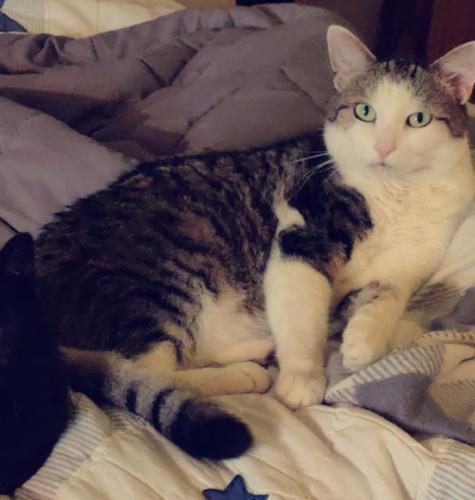 Lost Male Cat last seen Clybourn and leavitt st., Roscoe Village/West Lakeview area, Chicago, IL 60657