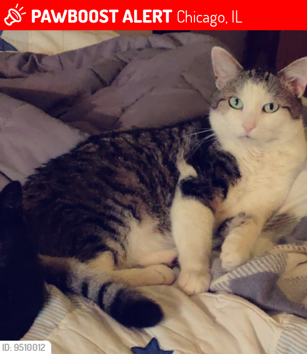 Lost Male Cat last seen Clybourn and leavitt st., Roscoe Village/West Lakeview area, Chicago, IL 60657
