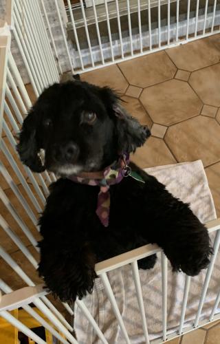 Lost Female Dog last seen Westhill Road , Stamford, CT 06902
