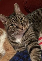 Lost Male Cat last seen Palmer ave, Teaneck, NJ 07666