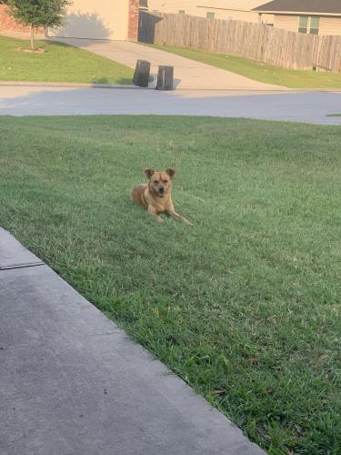 Lost Male Dog last seen Near Wild Columbine Rd Houston tx 77038, Houston, TX 77038