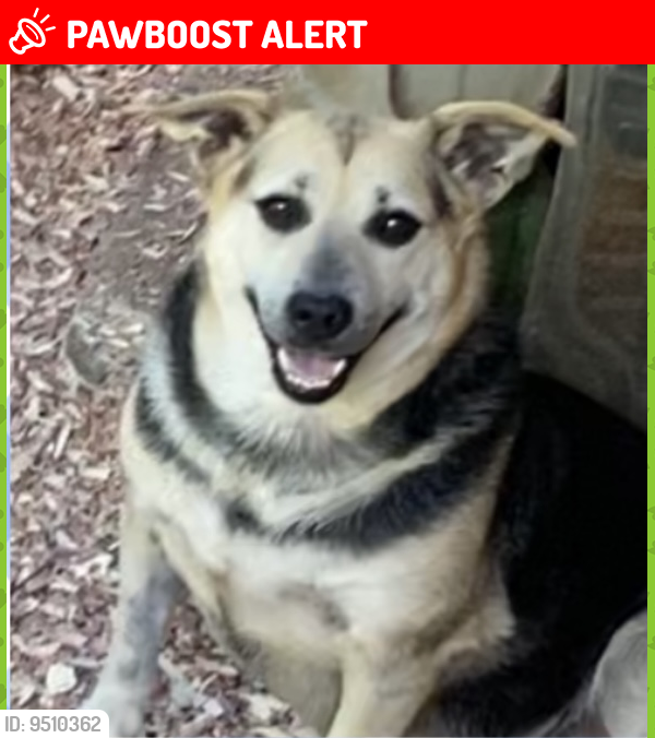 Lost Female Dog last seen Nelson Court, Kanawha County, WV 25015