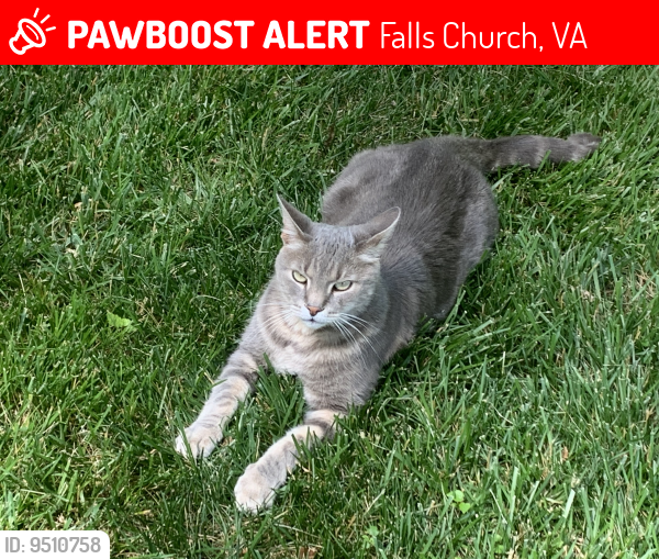 Lost Male Cat last seen Falls Hill neighborhood in Falls Church, Falls Church, VA 22043