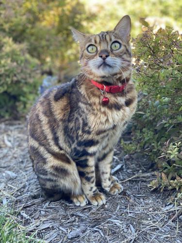 Lost Female Cat last seen Coyote willow drive , Colorado Springs, CO 80921
