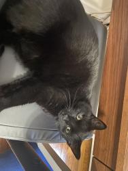 Lost Female Cat last seen Rt 9, Garden State Pkwy, NJ 08753