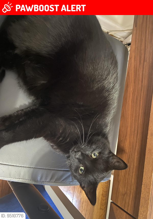 Lost Female Cat last seen Rt 9, Garden State Pkwy, NJ 08753