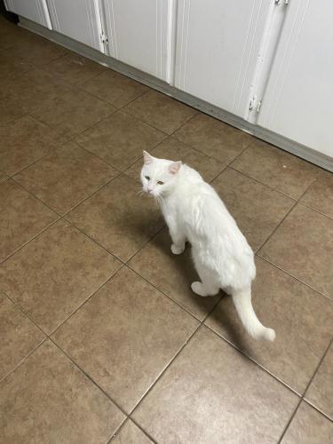 Lost Male Cat last seen Forest acres, Columbia, SC 29206