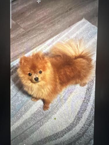 Lost Male Dog last seen Near Pine Wood Ct, Baytown, Tx, Chambers County, TX 77523