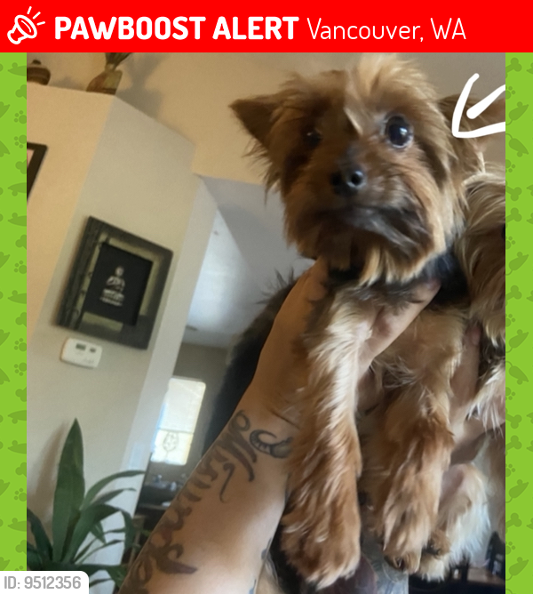 Lost Female Dog last seen 12800NE4THST, Vancouver, WA 98684
