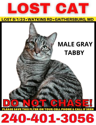 Lost Male Cat last seen Near banner county court , Gaithersburg, MD 20882