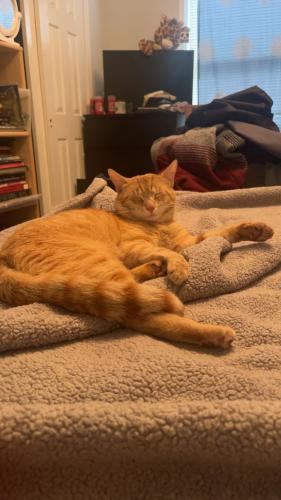 Lost Male Cat last seen Behind extended stay america , East Rutherford, NJ 07073