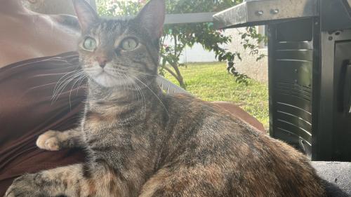 Lost Female Cat last seen SW 10th ter/SW 20th ave, Cape Coral, FL 33991