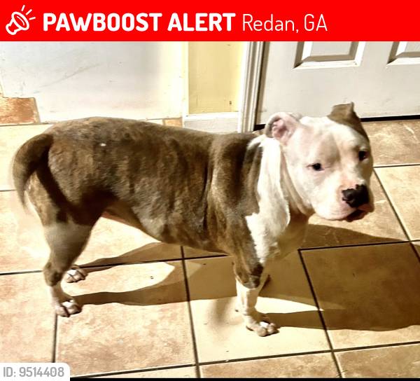 Lost Female Dog last seen Biffle rd, Redan, GA 30088