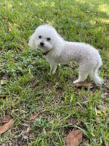 Lost Female Dog last seen Nw 41 street and 10th avenue , Miami, FL 33127
