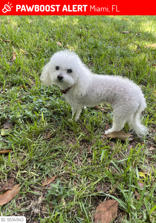 Lost Female Dog last seen Nw 41 street and 10th avenue , Miami, FL 33127