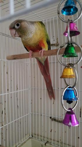 Lost Unknown Bird last seen Queensway and Bayview Ave, Georgina, ON L4P