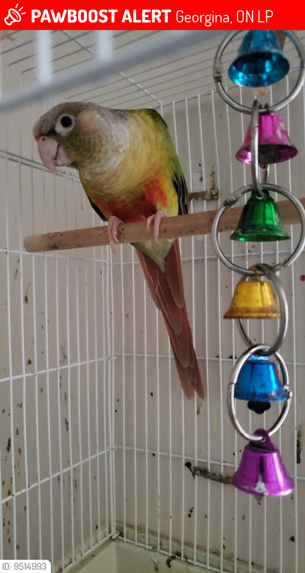 Lost Unknown Bird last seen Queensway and Bayview Ave, Georgina, ON L4P
