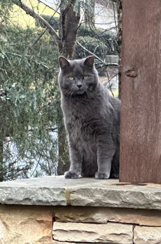 Lost Male Cat last seen Near Meadow King Way, Milton / Alpharetta GA  30004, Alpharetta, GA 30004