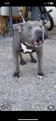 Lost Male Dog last seen Coors and the freeway, Albuquerque, NM 87120