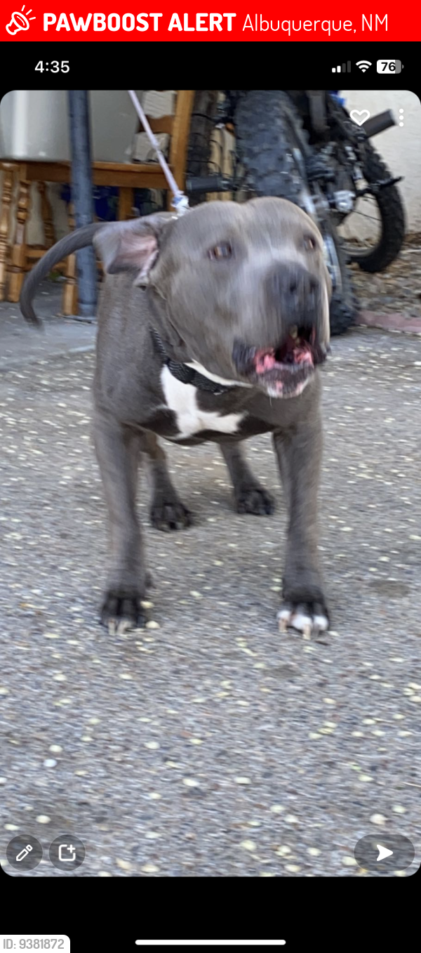 Lost Male Dog last seen Coors and the freeway, Albuquerque, NM 87120