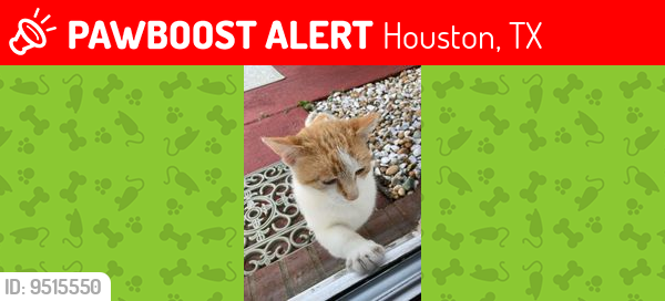 Lost Unknown Cat last seen Hwy 6 @ West Little York, Houston, TX 77041