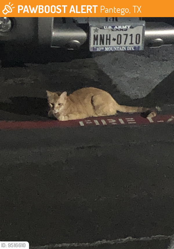 Found/Stray Unknown Cat last seen Shadty valley apmts between shady valley dr and wagon wheel.parking lot of 3201 near dumpsters and laundry mat, Pantego, TX 76013