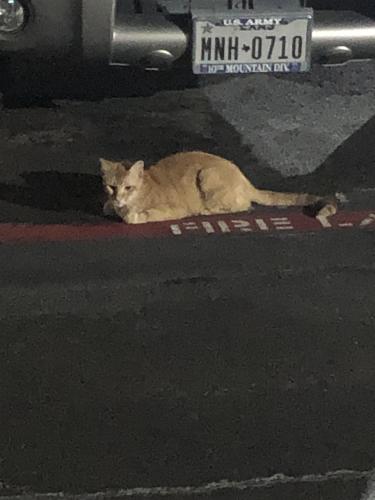 Found/Stray Unknown Cat last seen Shadty valley apmts between shady valley dr and wagon wheel.parking lot of 3201 near dumpsters and laundry mat, Pantego, TX 76013
