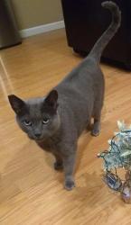 Lost Male Cat last seen Lawrence Ave., Watsonville, CA 95076