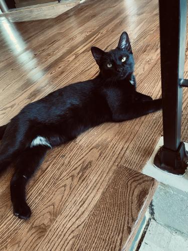 Lost Male Cat last seen Near Lincoln st, highland IN, Highland, IN 46322