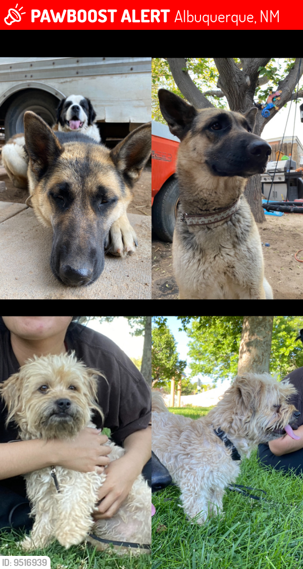 Albuquerque, NM Lost Female Dog, Bruno&Penelope Is Missing PawBoost