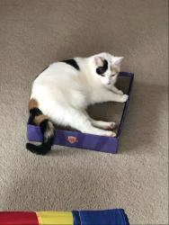 Lost Female Cat last seen Thunder Mountain Rd and Bradshaw Quarry Rd, Efland, NC 27243