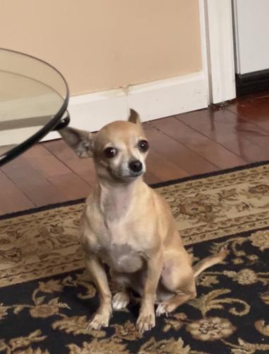 Lost Female Dog last seen Prospect and 43rd St., Copiague, NY 11726