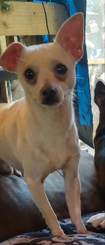 Lost Male Dog last seen Laurel Dr Nt Ft Myers , North Fort Myers, FL 33917